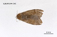 藏品(毒蛾科)的圖片